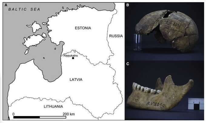 На археологическом памятнике в Латвии нашли древнейший штамм чумы возрастом 5000 лет